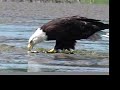 Wild Bald Eagle + Crow