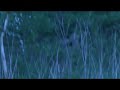 Evening on the hunt - Abendansitz Evening on the hunt - Abendansitz