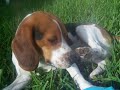 BEAGLE BEAGLE