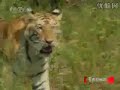 Tiger survival training Level 2 (Amur tiger)