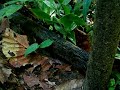 Amazon Leaf-cutter ants Amazon Leaf-cutter ants