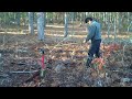 Planting Containerized Longleaf_revised
