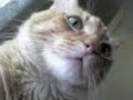 La belleza de Mel