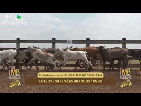 519 LEILO VIRTUAL MB LEILES