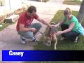Casey Needs a Home