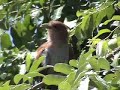Squirrel Cuckoo