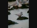 Snowy-crowned Tern. Sterna trudeaui.