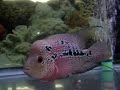 SUPER RED DRAGON FLOWERHORN FOR SALE!  DEC. 29TH, 2009