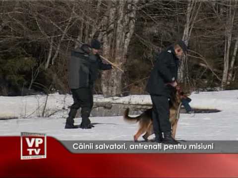 Câinii salvatori, antrenaţi pentru misiuni