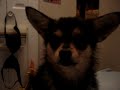 And now, appearing for the first time on the web, I am proud to present Foxy the Chihuahua!