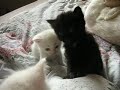 Kittens! 3