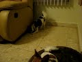 Popi Playing
