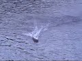 NEW Mini Cat Racing Jollymotor Offshore R/C Boat