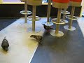 Pombas no mcDonalds