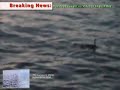 sea monster in english bay caught on tape