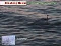 sea monster in english bay caught on tape