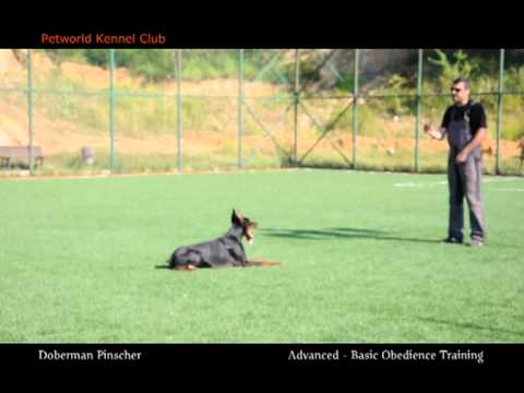 Doberman Pincer