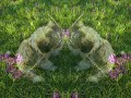 Lente kriebels