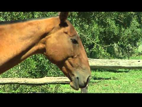 Clases de Polo Buenos Aires