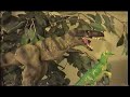 los dinosaurios