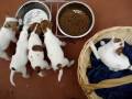 Pure Breed Jack Russell Terriors