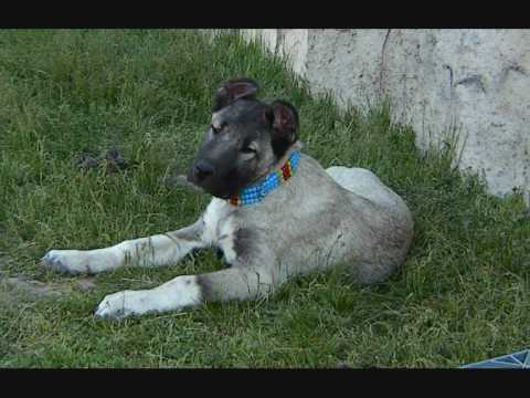 alman kurt k-9
