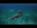 Sea Monsters - A Prehistoric Adventure
