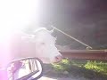 des-vaches-en-rouman