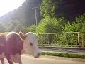 des-vaches-en-rouman