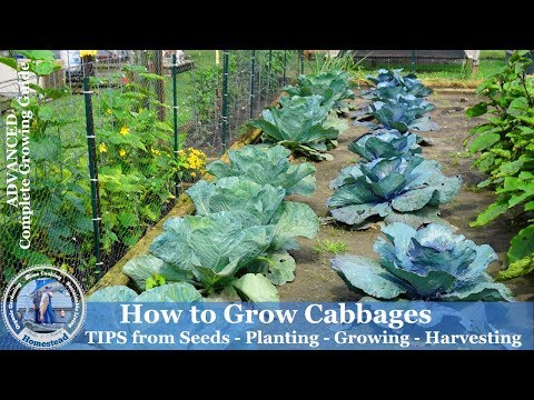 video-linktoworks-How to Grow Cabbage - Tips from Seeds, Planting,...