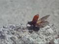 ABRIENDO ALAS  Naturaleza viva.wmv