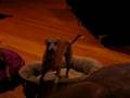 Italian Greyhound video