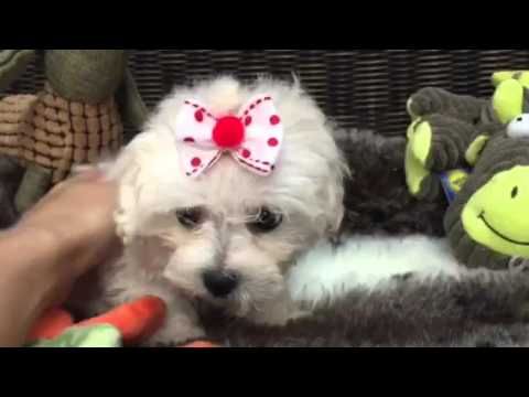 Sweet, Cotton ball Shih-poo puppy