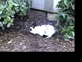 Turn On To Thee Bunny Rabbit
