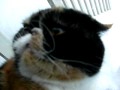 Snort the cat's snowstorm adventure