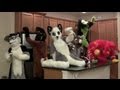 The Harlem Shake
