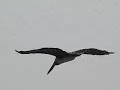 Pelicans @ Pismo Beach