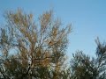 Red-tailed Hawk in palo verde tree
