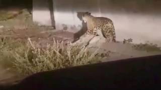 Jaguar caza y mata a perro en Guadalajara