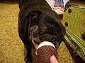 Pug eats eats ice cream