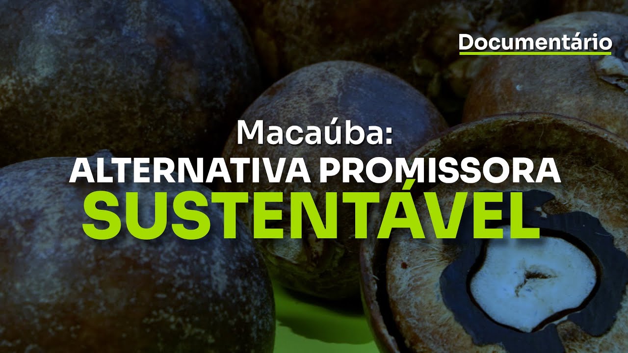 Macaúba: alternativa promissora sustentável
