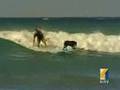 Waikiki surfing dog Waikiki surfing lessons. Oahu, Hawaii