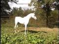 Sheikh El Nil ~ Straight Egyptian Stallion