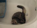 Ragdoll Kitten helping vacuum