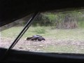 Guillotine Turkey in Texas Guillotine Turkey in Texas