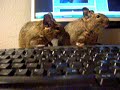 Tired Degus Tired Degus