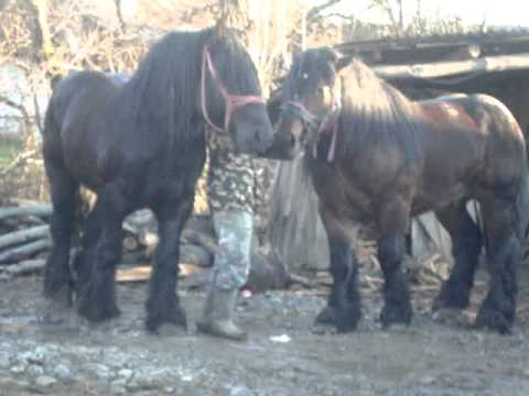 armasari - 2 armasari de culoare negru si rosu originari din Belgia rasa Ardenez nascuti in 2006 Vama jud Satu Mare.