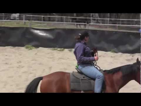 horses grand national