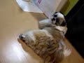 ?????shih tzu