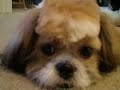 Gizmo the Shih Tzu - mohawk haircut unstyled (8 months old)